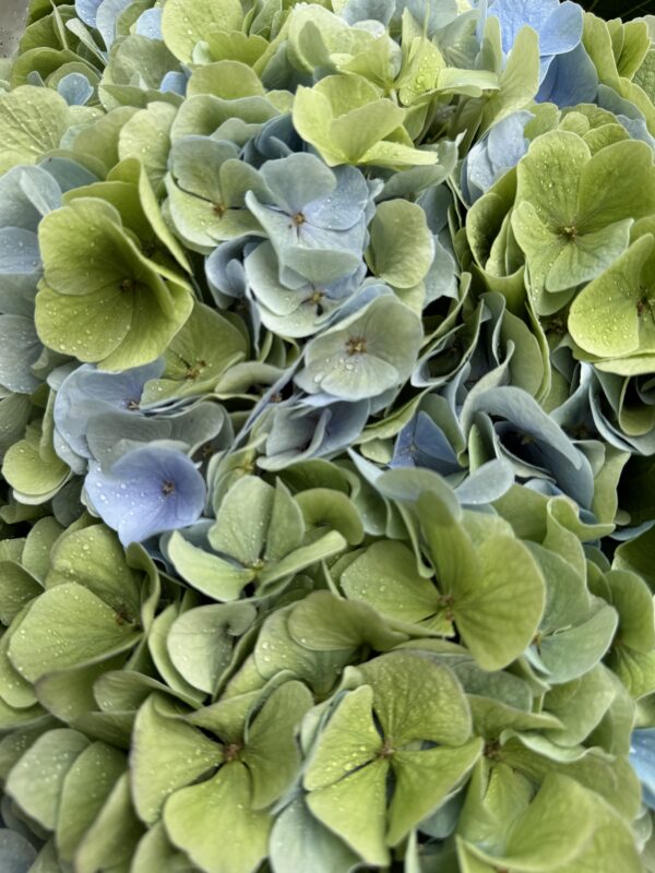 Hydrangea