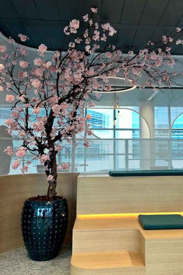 Blossom tree pot pink flower