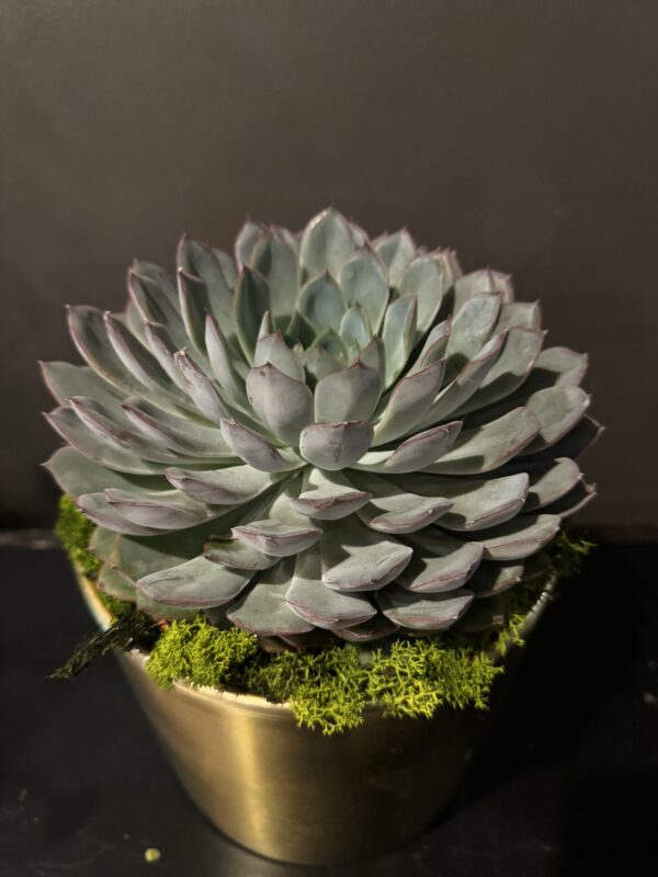 Golden Bloom Succulent