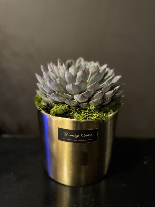 Golden Bloom Succulent flower