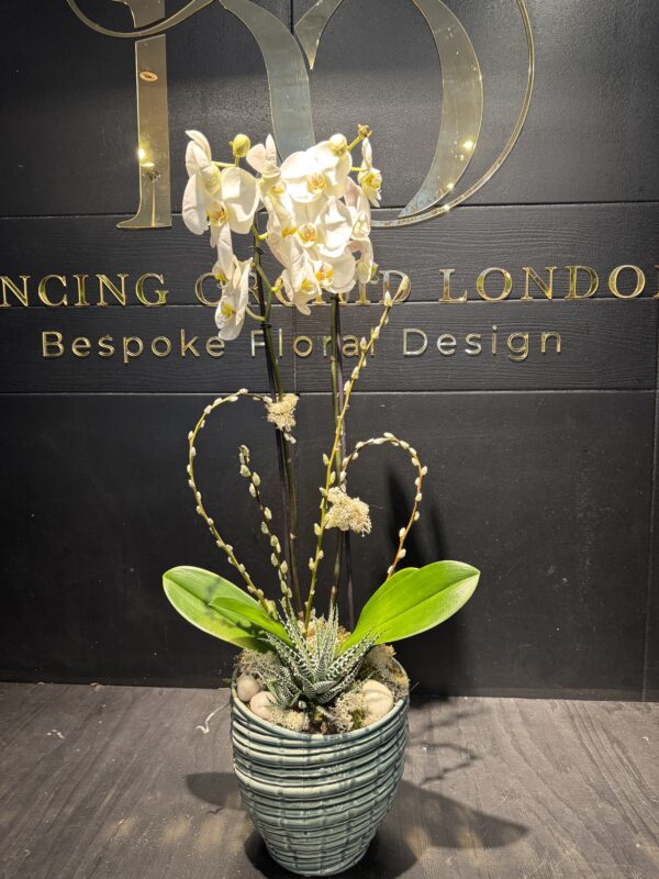 Orchid and succulent