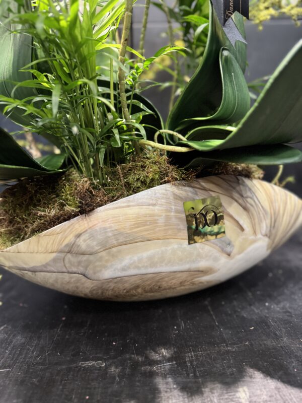 Orchid shell - Image 3