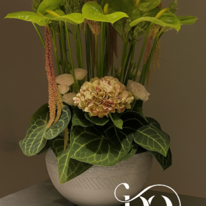 Anthurium Bloom