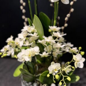 Heaven’s orchid
