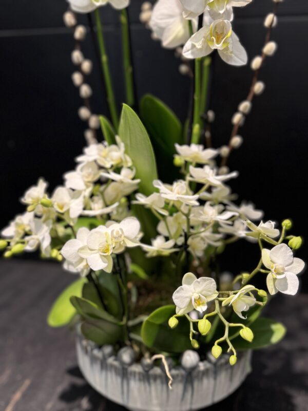 Heaven’s orchid