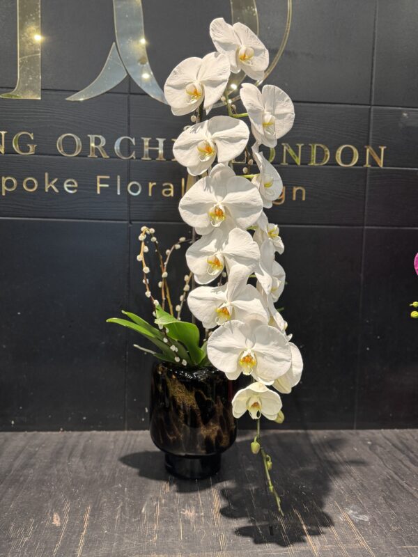 Pearl Cascade Orchid - Image 2