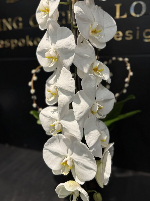 Pearl Cascade Orchid