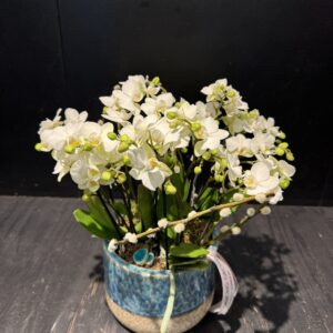 Orchid harmony