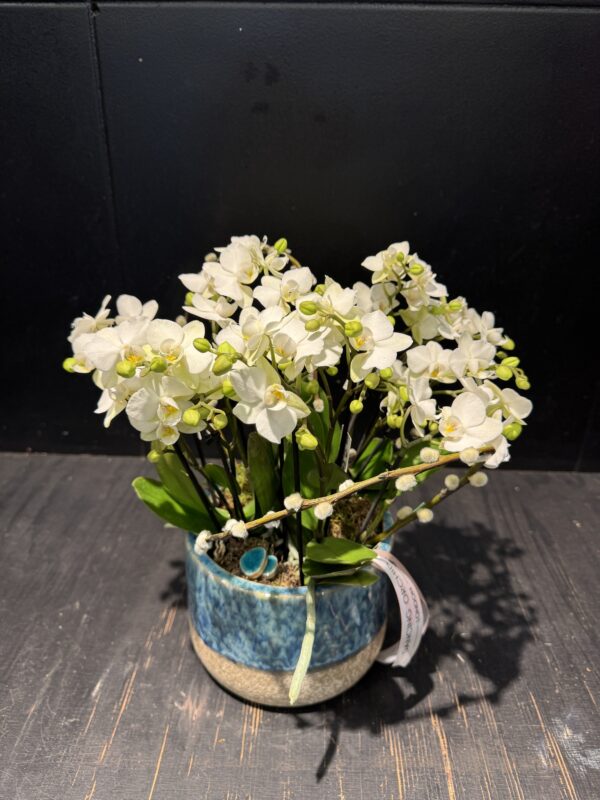Orchid harmony