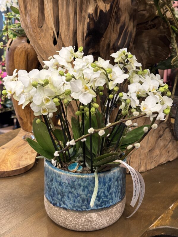 Orchid harmony - Image 2