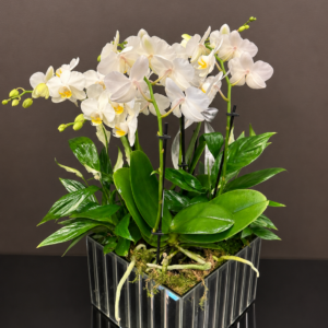 Luxe Blooms